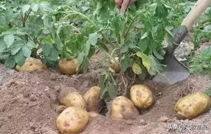 农业种植要挣钱，必须要抓好哪些方面的工作？