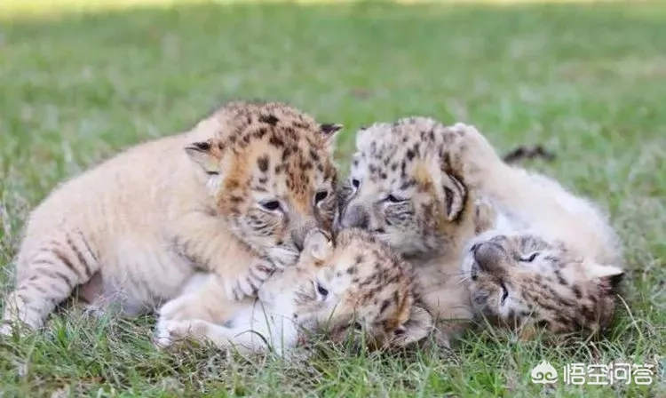 古代人说“虎生三子，必有一彪”。那么彪是什么？跟普通的小老虎有什么不同吗？