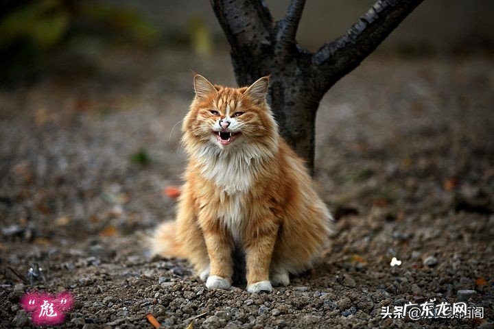 古代人说“虎生三子,必有一彪”。那么彪是什么?跟普通的小老虎有什么不同吗?