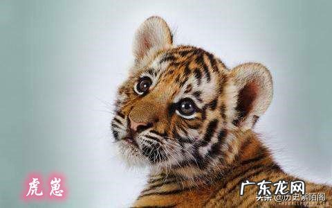 古代人说“虎生三子,必有一彪”。那么彪是什么?跟普通的小老虎有什么不同吗?