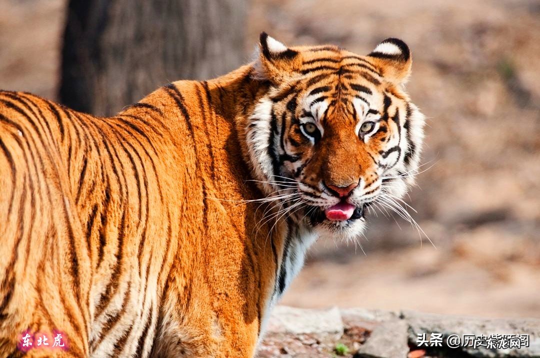 古代人说“虎生三子,必有一彪”。那么彪是什么?跟普通的小老虎有什么不同吗?