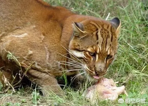 古代人说“虎生三子，必有一彪”。那么彪是什么？跟普通的小老虎有什么不同吗？