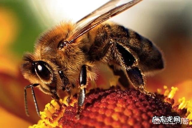 有哪些拥有特别强能力的生物?