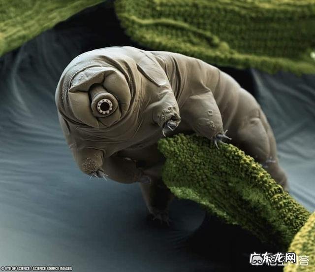 有哪些拥有特别强能力的生物?