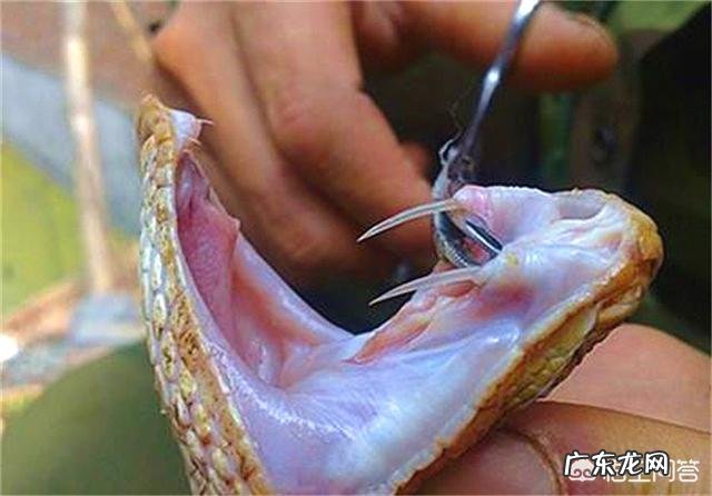 有哪些拥有特别强能力的生物?