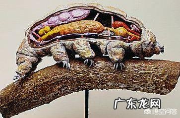 有哪些拥有特别强能力的生物？