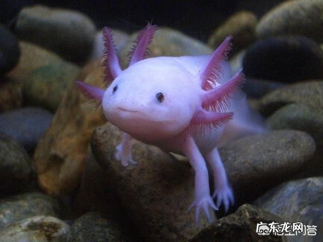 有哪些拥有特别强能力的生物?