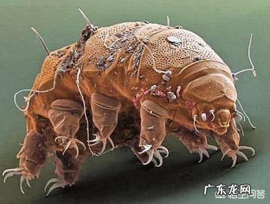 有哪些拥有特别强能力的生物?