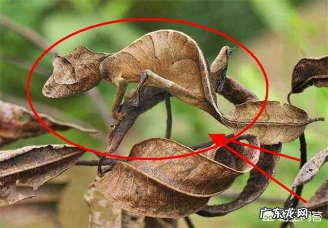 有哪些拥有特别强能力的生物?