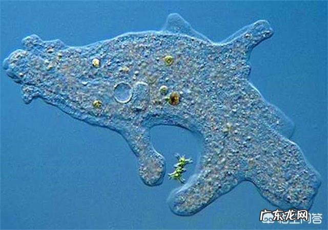 有哪些拥有特别强能力的生物?