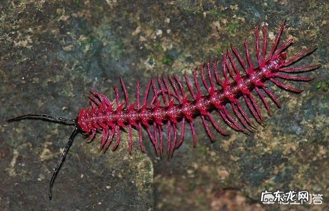 有哪些拥有特别强能力的生物?