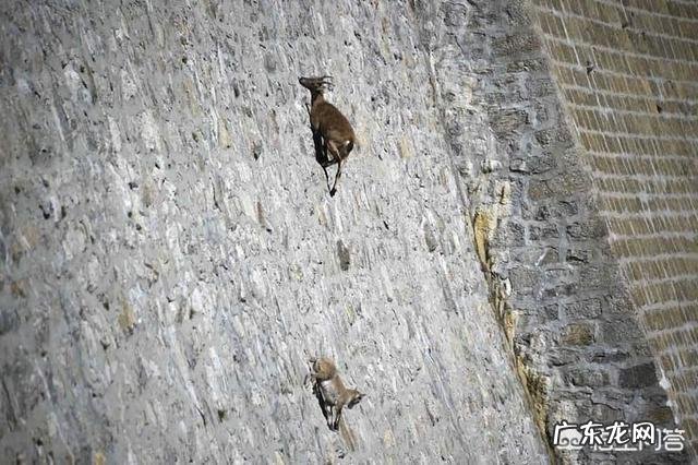 有哪些拥有特别强能力的生物?