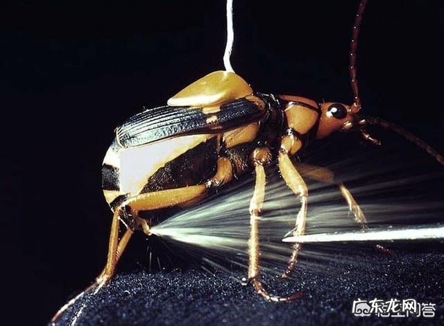 有哪些拥有特别强能力的生物?