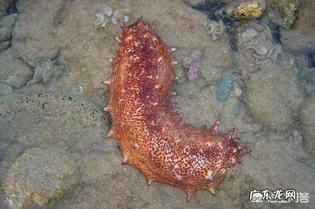 有哪些拥有特别强能力的生物?