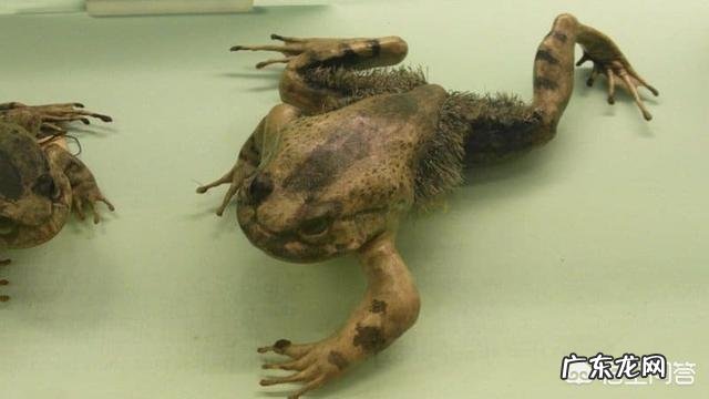 有哪些拥有特别强能力的生物?