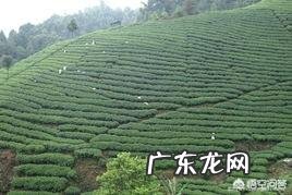 泡茶的水温和水质对茶味道有什么影响？