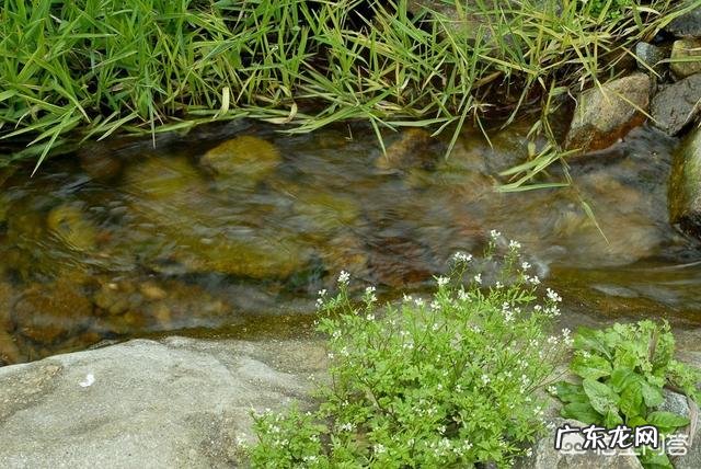 泡茶的水温和水质对茶味道有什么影响?