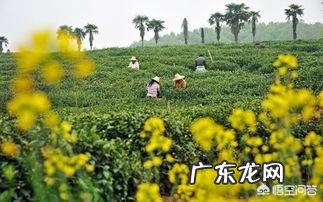 泡茶的水温和水质对茶味道有什么影响？