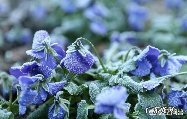 农村老话:“冬至一场霜,过冬如筛糠”是什么意思?