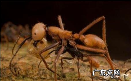 世界上最可怕的蚂蚁，沙漠行军蚁真的存在吗？