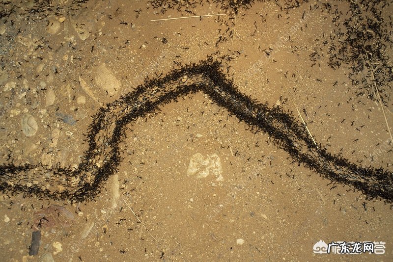 世界上最可怕的蚂蚁,沙漠行军蚁真的存在吗?