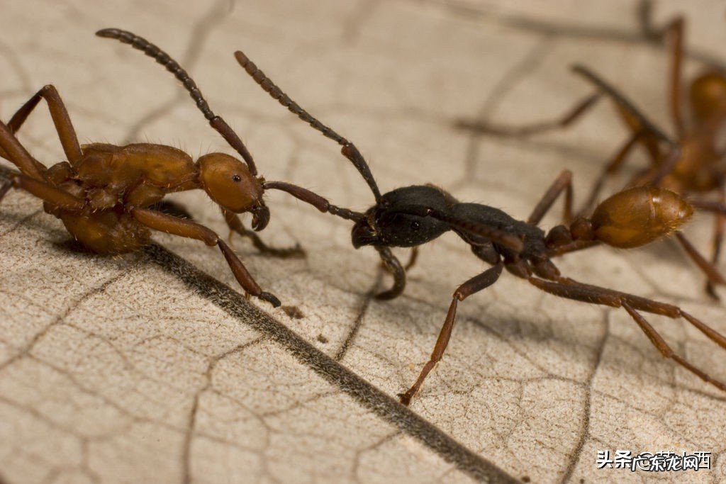 世界上最可怕的蚂蚁,沙漠行军蚁真的存在吗?