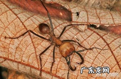 世界上最可怕的蚂蚁,沙漠行军蚁真的存在吗?