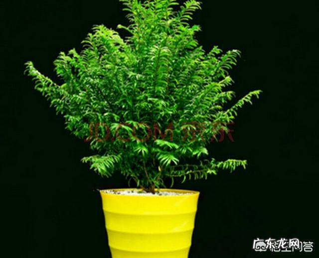 红豆杉要怎么养?