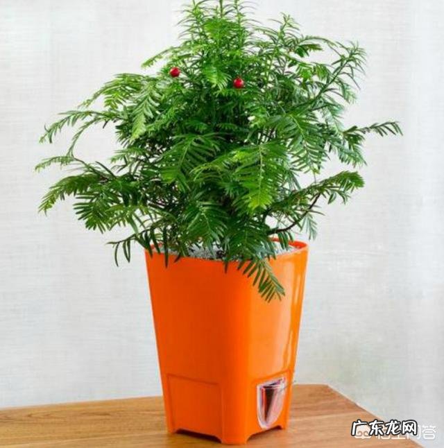 红豆杉要怎么养?