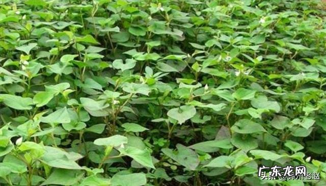 种植鱼腥草要不要见太阳?为什么?