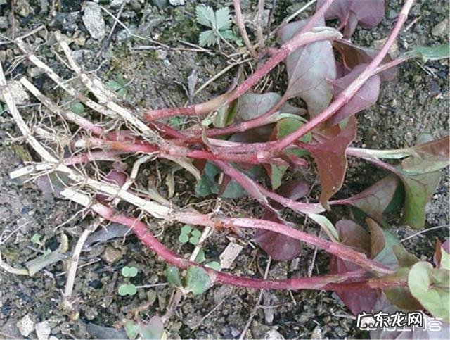 种植鱼腥草要不要见太阳?为什么?