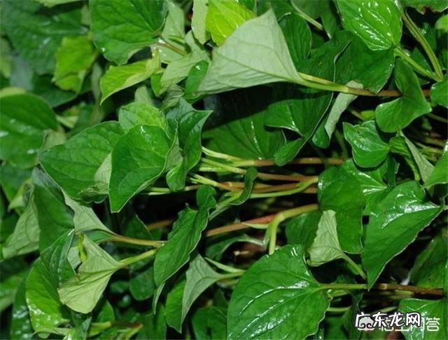 种植鱼腥草要不要见太阳？为什么？