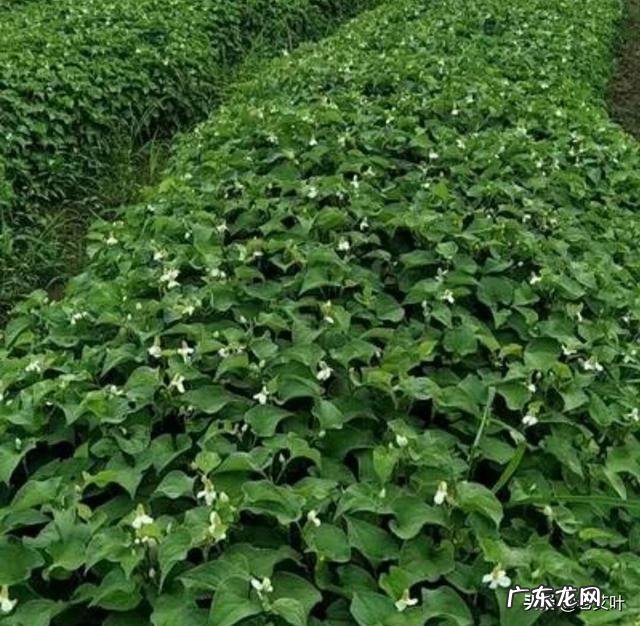 种植鱼腥草要不要见太阳？为什么？