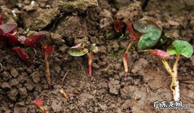 种植鱼腥草要不要见太阳?为什么?