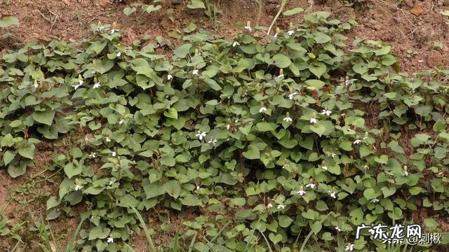 种植鱼腥草要不要见太阳?为什么?