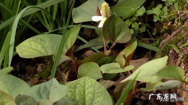 种植鱼腥草要不要见太阳?为什么?