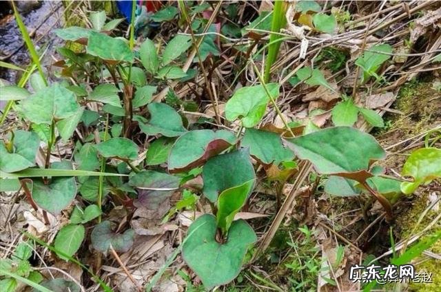 种植鱼腥草要不要见太阳?为什么?