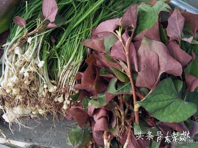 种植鱼腥草要不要见太阳?为什么?