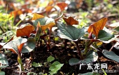 种植鱼腥草要不要见太阳？为什么？