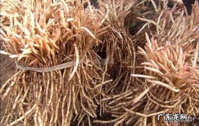 种植鱼腥草要不要见太阳？为什么？