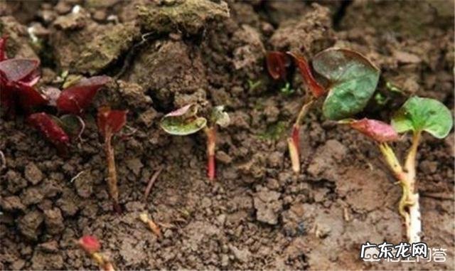 种植鱼腥草要不要见太阳?为什么?