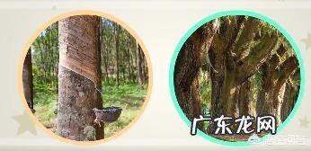 去看家具,店员说橡胶木是橡木,有什么区别?