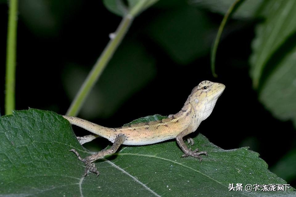 你们知道动物有哪些神奇的本领吗?