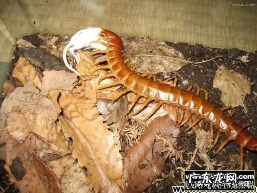 你们知道动物有哪些神奇的本领吗?