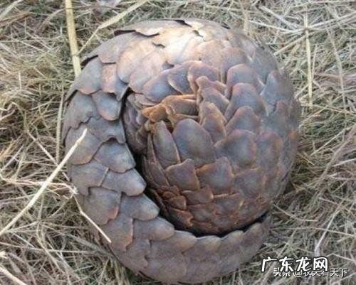 你们知道动物有哪些神奇的本领吗?