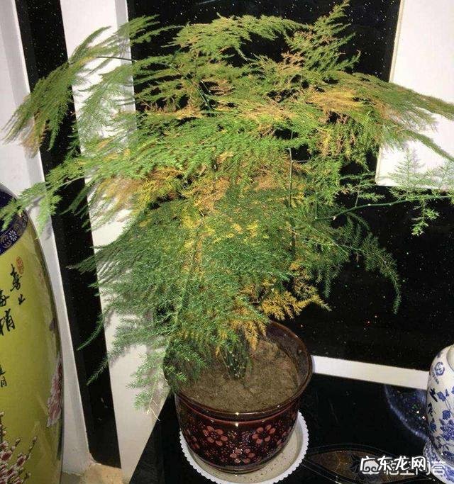 文竹分盆后叶干发黄该怎么办？