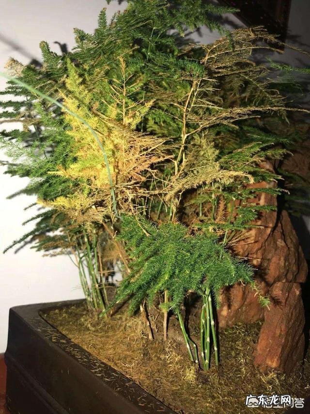 文竹分盆后叶干发黄该怎么办？