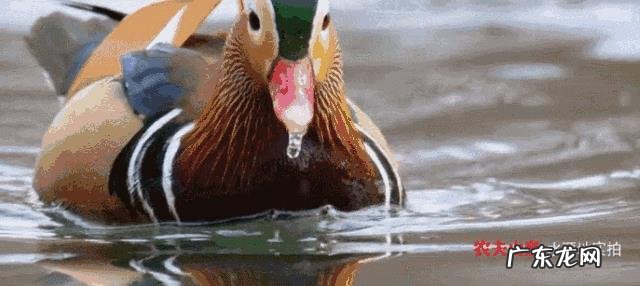 农夫山泉为什么这么成功?