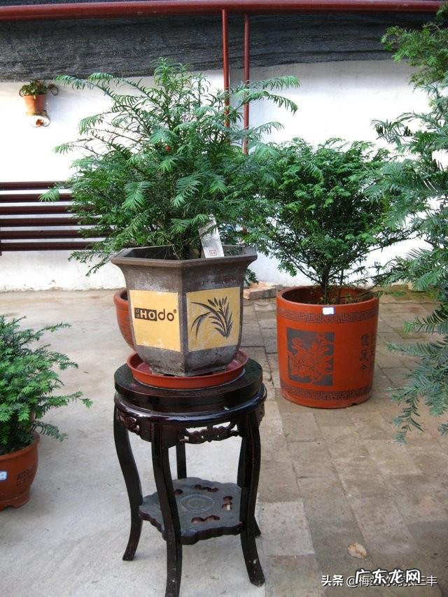红豆杉盆景如何在室内成功养护？