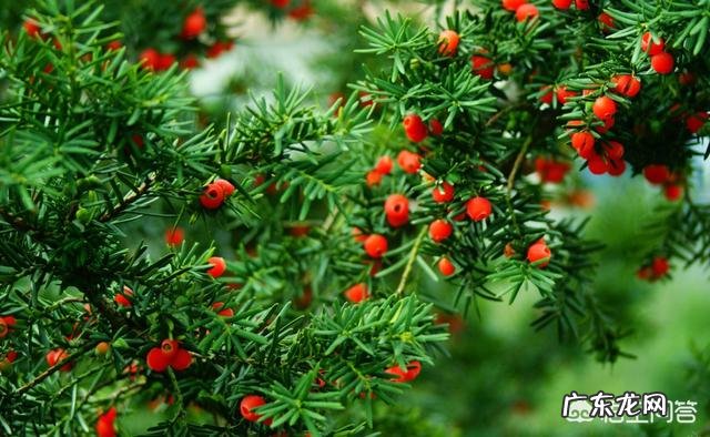 红豆杉盆景如何在室内成功养护?